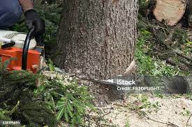 Best Tree Trimming and Pruning  in South Creek, WA