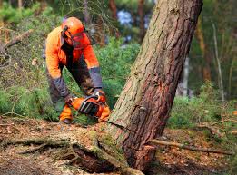 Best Tree Mulching  in South Creek, WA