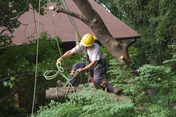 Best Utility Line Clearance  in South Creek, WA