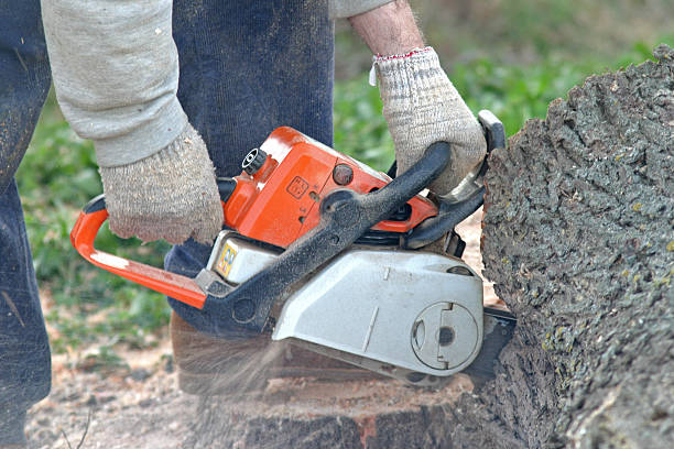 Best Arborist Consultation Services  in South Creek, WA